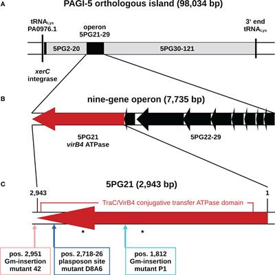 A VirB4 ATPase of the mobile accessory genome orchestrates core genome-encoded features of physiology, metabolism, and virulence of Pseudomonas aeruginosa TBCF10839